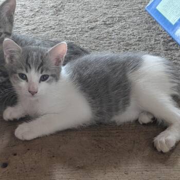 Marsha -  Domestic Short Hair Cat for Adoption in Morristown, Vermont - Marsha | PetCurious