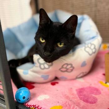 Bubba -  Domestic Short Hair Cat for Adoption in Milan, Illinois - Bubba | PetCurious