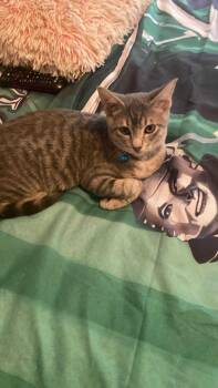 Rescue Domestic Short Hair Cats for Adoption in Lawrenceville, Georgia - Louie | PetCurious