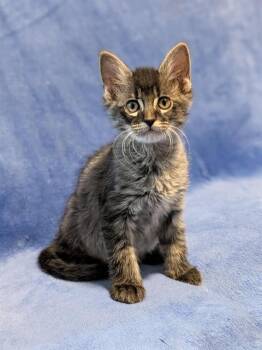 Domestic Short Hair Cats Available for Adoption in Sugar Land, Texas - TRUMAN | PetCurious