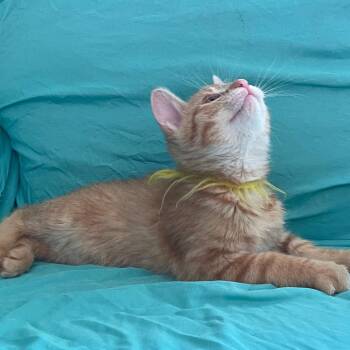 Domestic Short Hair Cats Available for Adoption - Butter | PetCurious