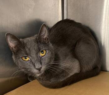 Roseanne -  Domestic Short Hair Cat for Adoption in Columbia, Tennessee - Roseanne | PetCurious