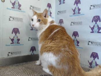 Domestic Short Hair Cats Available for Adoption - A593634 | PetCurious