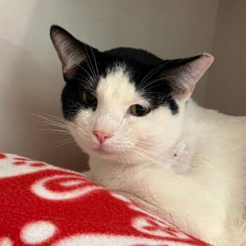 Domestic Short Hair Cats Available for Adoption - Cai | PetCurious