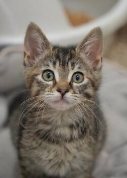 Domestic Short Hair Cats Available for Adoption in Aiken, South Carolina - Rizzo 62784 | PetCurious