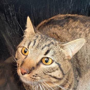 Bibsi -  Domestic Short Hair Cat for Adoption in West Des Moines, Iowa - Bibsi | PetCurious