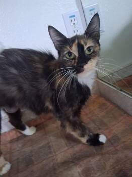 Connie Falco -  Domestic Medium Hair Cat for Adoption in Oviedo, Florida - Connie Falco | PetCurious