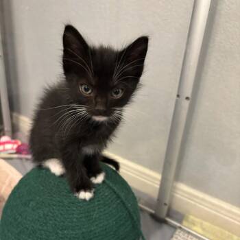 Mercedes -  Domestic Medium Hair Cat for Adoption in Waco, Texas - Mercedes | PetCurious
