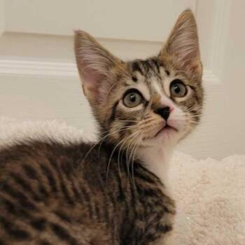 Fandral -  Domestic Short Hair Cat for Adoption in Buffalo, Minnesota - Fandral | PetCurious