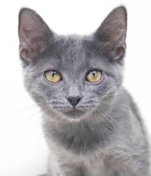 Lyla is silvery purrfection - OLD ENOUGH TO GO SOLO -  Russian Blue Cat for Adoption in Bedford Hills, New York - Lyla Is Silvery Purrfection - OLD ENOUGH TO GO SOLO | PetCurious