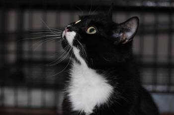 Bell Pepper -  Tuxedo Cat for Adoption in Calgary, Alberta - Bell Pepper | PetCurious