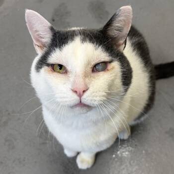 Domino -  Domestic Short Hair Cat for Adoption in Mississauga, Ontario - Domino | PetCurious