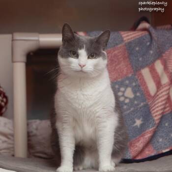 Kona -  Domestic Short Hair Cat for Adoption in Ridgefield, Connecticut - Kona | PetCurious