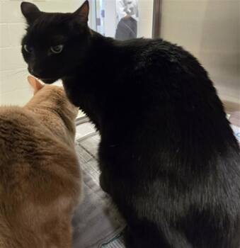 Domestic Short Hair Cats Available for Adoption - Mordekai A172970 | PetCurious