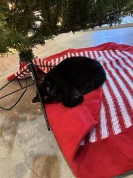 Rescue Domestic Short Hair Cats for Adoption in Houston, Texas - A644003 | PetCurious