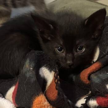 Gouda -  Domestic Short Hair Cat for Adoption in Bentonville, Arkansas - Gouda | PetCurious