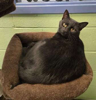Domestic Short Hair Cats Available for Adoption - Binx - At Petsense Mad Hts. | PetCurious