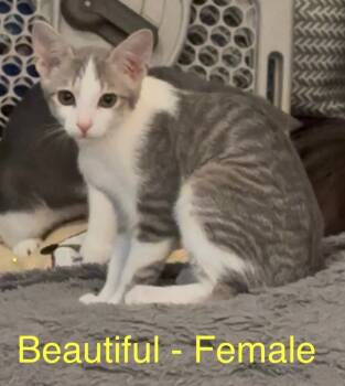 Rescue Domestic Short Hair Cats for Adoption in Darien, Georgia - Beautiful | PetCurious