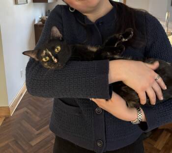 OPRAH ( FA - FF) -  Domestic Short Hair Cat Available for Adoption in Sainte-angèle-de-monnoir, Quebec - OPRAH ( FA - FF) | PetCurious