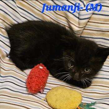 Jumanji -  Domestic Medium Hair Cat for Adoption in Westminster, California - Jumanji | PetCurious
