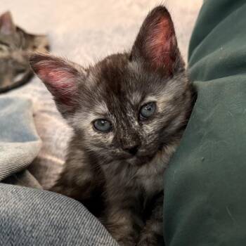 Sylvie -  Domestic Short Hair Cat for Adoption in Hemet, California - Sylvie | PetCurious