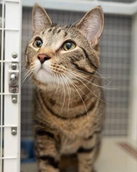 Munch -  Domestic Short Hair Cat for Adoption in Boone, Iowa - Munch | PetCurious