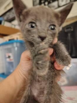 Soot -  Russian Blue Cat for Adoption in New Braunfels, Texas - Soot | PetCurious