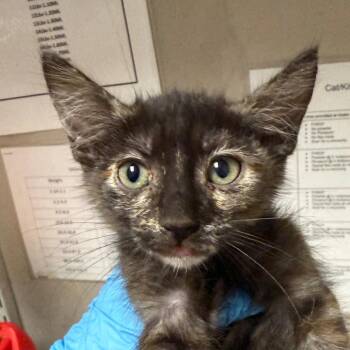 Yoki -  Domestic Short Hair Cat for Adoption in Yuma, Arizona - Yoki | PetCurious