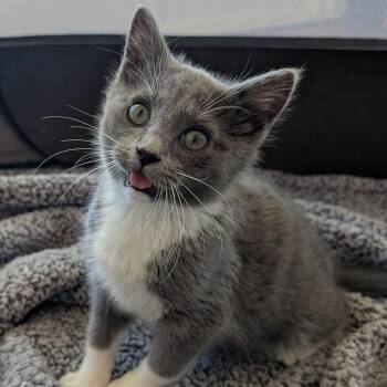 Marshmallow -  Russian Blue and Domestic Short Hair Cat Available for Adoption in UNIVERSITY PA, Maryland - Marshmallow | PetCurious