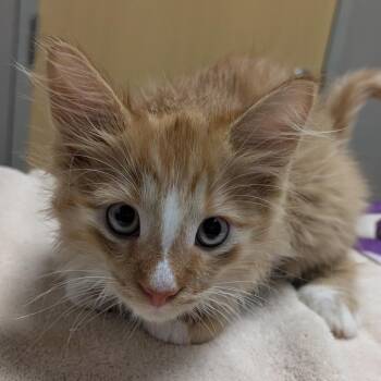 Radiohead -  Domestic Long Hair Cat for Adoption in Chicago, Illinois - Radiohead | PetCurious