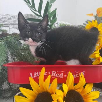 Aston Rover 56549 -  Domestic Short Hair Cat for Adoption in Eaton Rapids, Michigan - Aston Rover 56549 | PetCurious