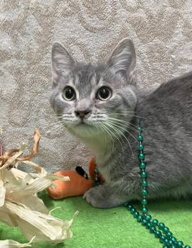 Tessa -  Tabby and Domestic Short Hair Cat for Adoption in Dublin, Ohio - Tessa | PetCurious