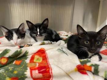 EIZA -  Domestic Short Hair Cat for Adoption in Tustin, California - EIZA | PetCurious