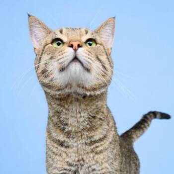 Domestic Short Hair Cats Available for Adoption in Concord, North Carolina - Thumper | PetCurious