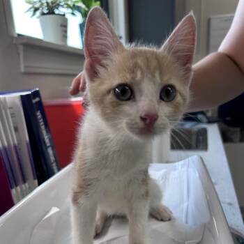 Precious -  Domestic Short Hair Cat for Adoption in Morganton, North Carolina - Precious | PetCurious