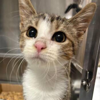 Domestic Short Hair Cats Available for Adoption - Pond | PetCurious