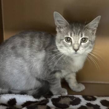 Rescue Domestic Short Hair Cats for Adoption in Seneca, South Carolina - Bongo $50 | PetCurious