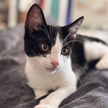 Rescue Domestic Short Hair Cats for Adoption in Santa Ana, California - Armani | PetCurious