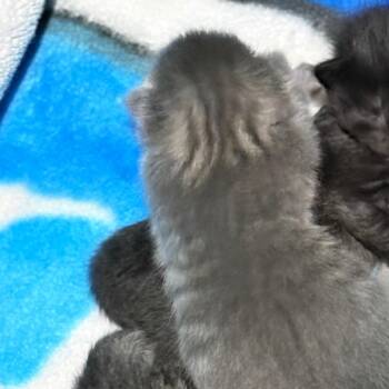 Domestic Short Hair Cats Available for Adoption in Portage, Michigan - Pippin | PetCurious