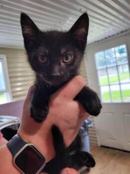 Sipsey -  Domestic Short Hair Cat Available for Adoption in Linton, Indiana - Sipsey | PetCurious