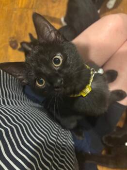 Cosmo -  Domestic Short Hair Cat for Adoption - Cosmo | PetCurious