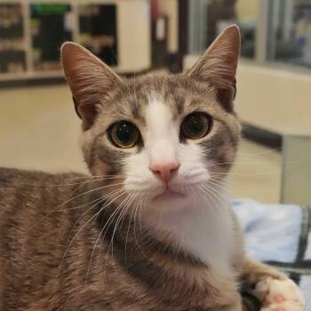 Domestic Short Hair Cats Available for Adoption in Aiken, South Carolina - Moosk 63403 | PetCurious