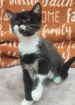 Linda -  Domestic Short Hair Cat for Adoption in Little Rock, Arkansas - Linda | PetCurious