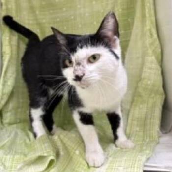 Domestic Short Hair Cats Available for Adoption in Williston, Florida - Bryanna | PetCurious