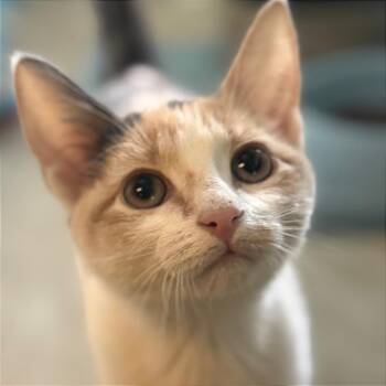 Amityville -  Domestic Short Hair Cat for Adoption in Decatur, Georgia - Amityville | PetCurious