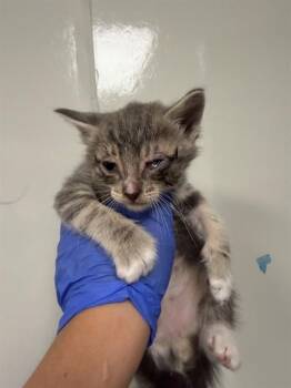 JACK -  Domestic Long Hair Cat for Adoption in Ontario, California - JACK | PetCurious