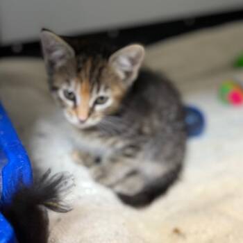 Rescue Domestic Short Hair Cats for Adoption in Lake Panasoffkee, Florida - Sweet Potato Pie | PetCurious