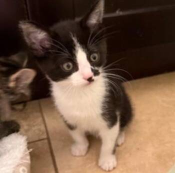 Domestic Short Hair Cats Available for Adoption in Colorado Springs, Colorado - BINGLEY | PetCurious