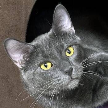 Calvin -  Domestic Short Hair Cat for Adoption in Crystal Lake, Illinois - Calvin | PetCurious