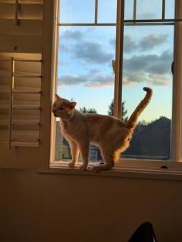 Gingie -  Domestic Short Hair Cat for Adoption in Bellevue, Washington - Gingie | PetCurious